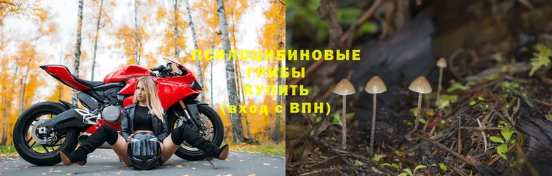 Галлюциногенные грибы Psilocybe Вятские Поляны